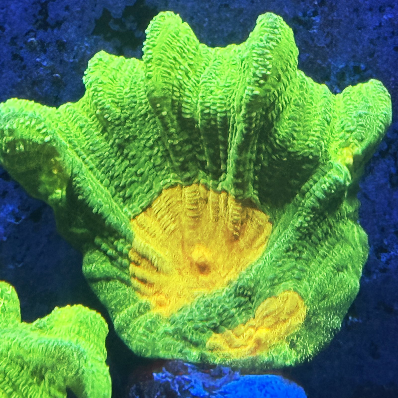 Space Invader Pectina XL