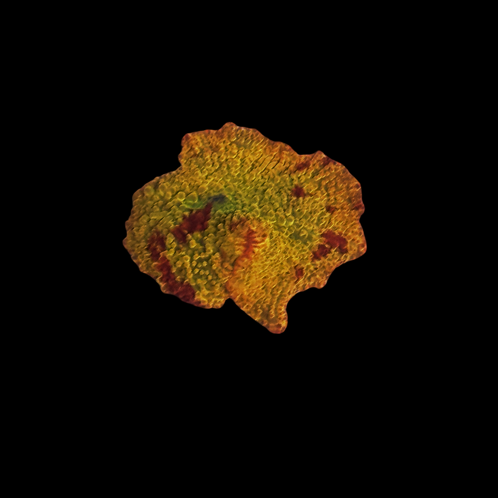 Red Splatter Jawbreaker Mushroom On Large Plug