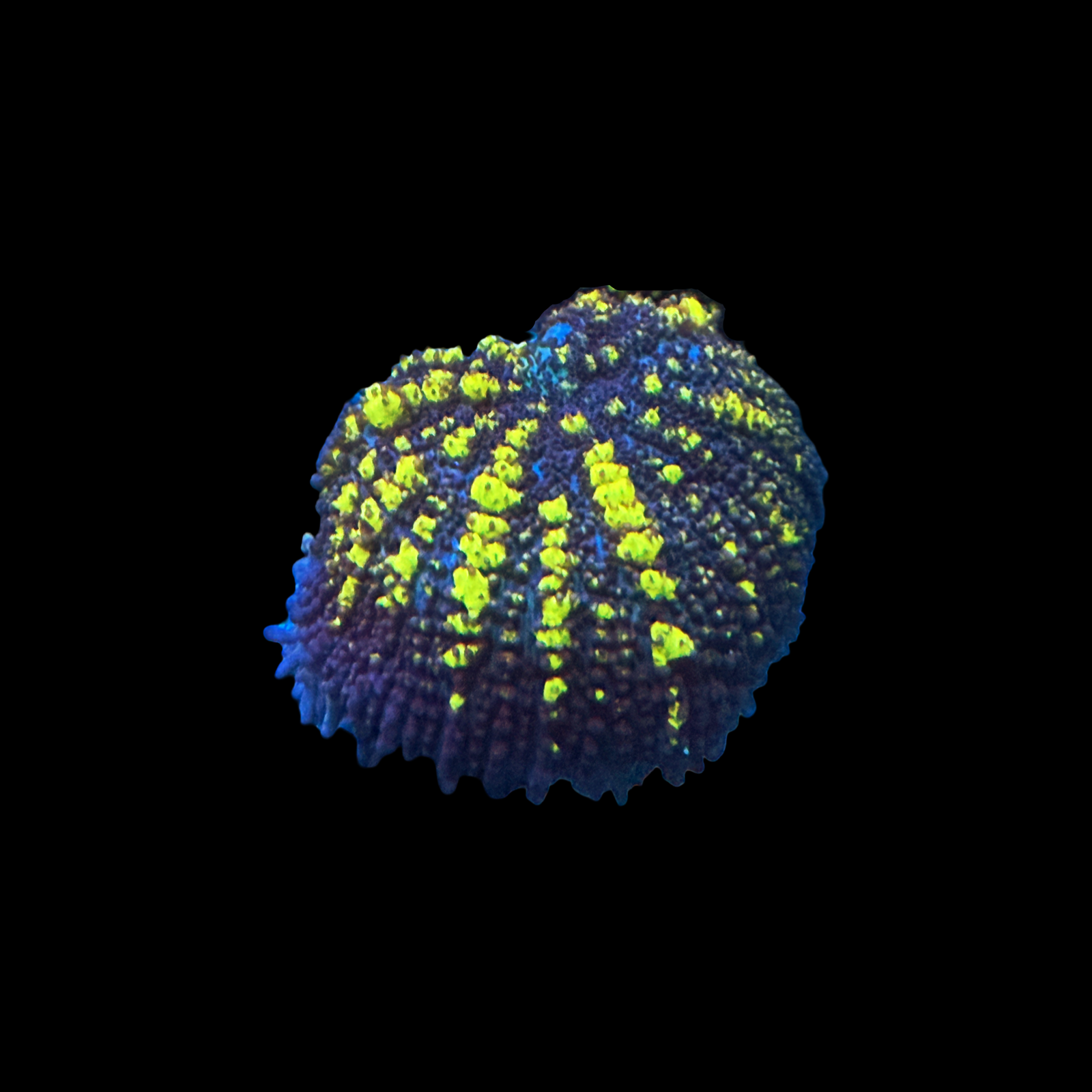 Kryptonite Bounce Mushroom