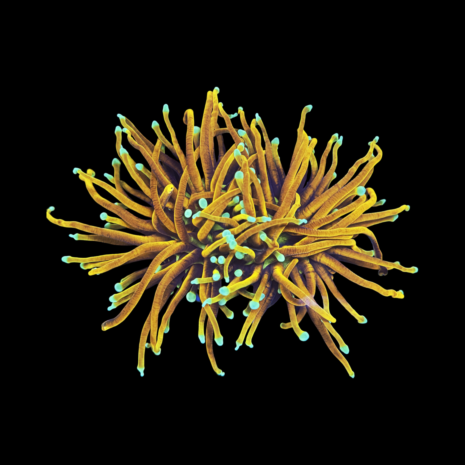 Hellfire Torch Two Big Heads