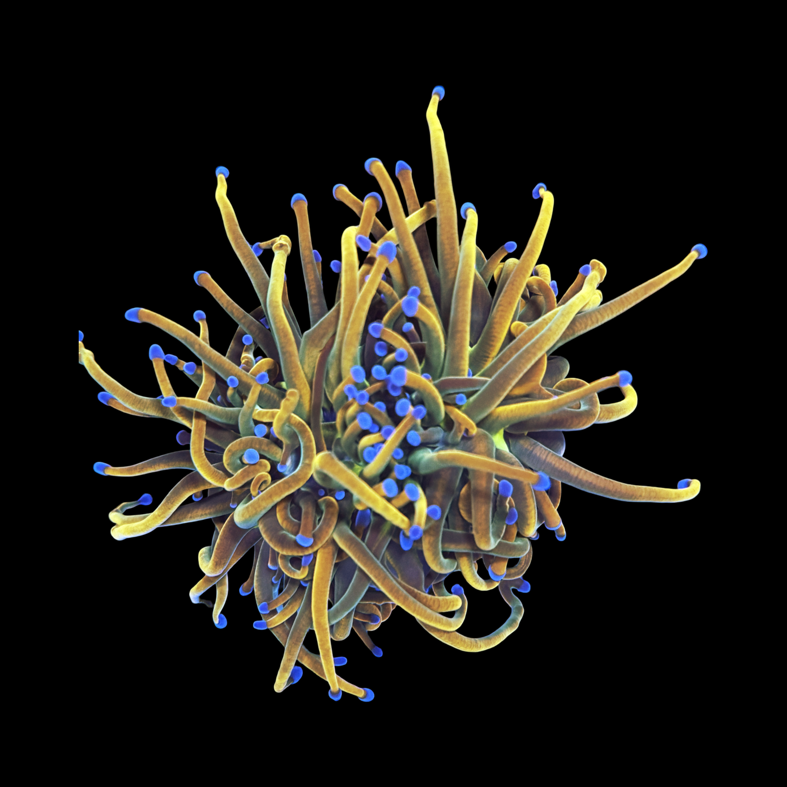 Holy Grail Variant Torch