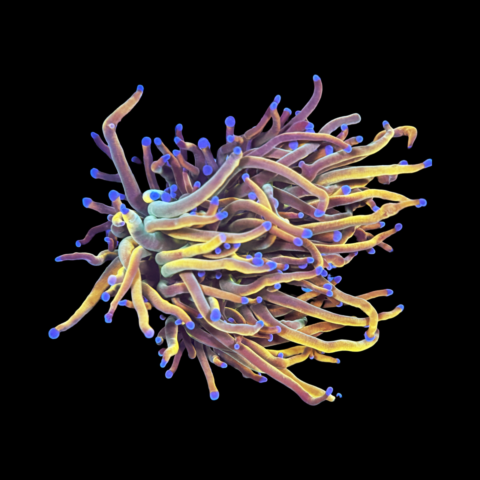 Holy Grail Variant Torch