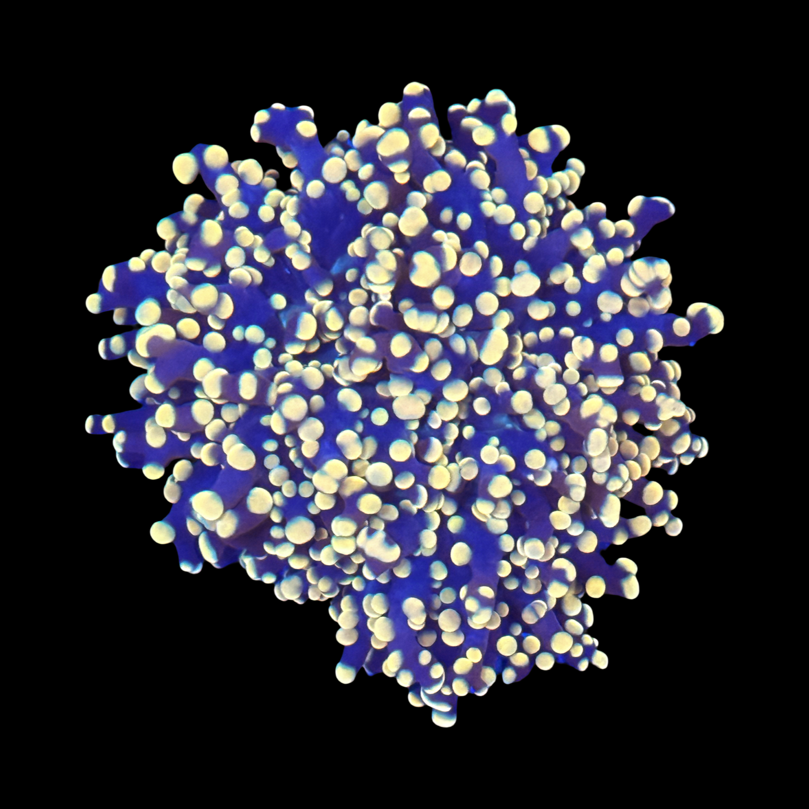 Ultra Yellow Tip Purple Frogspawn