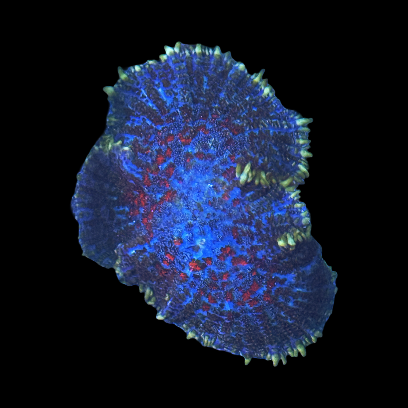 ECC Blown Glass Rhodactis Mushroom