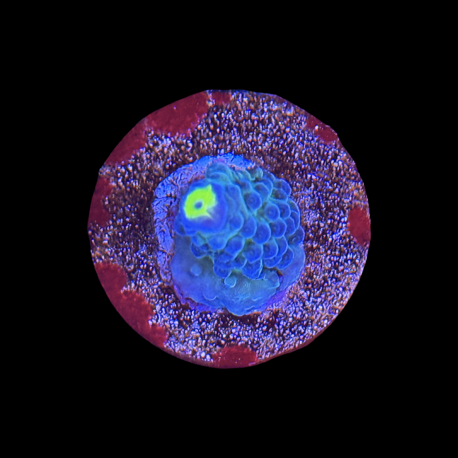 WWC Yellow Tips On A Large Plug