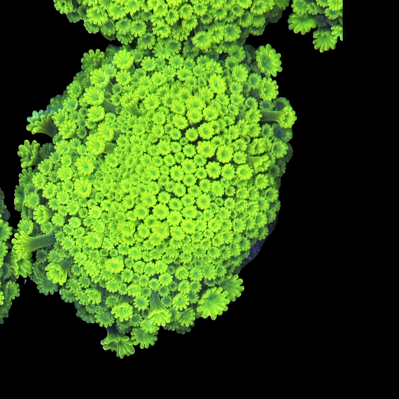 Nuclear Green Micro Alveopora XL