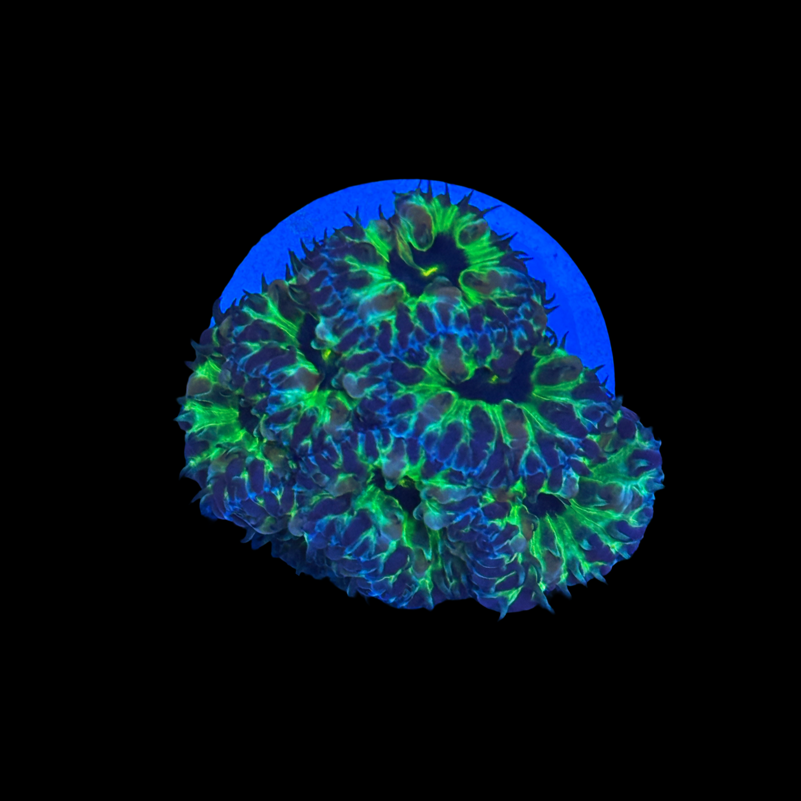 ECC PPE Blasto Merletti