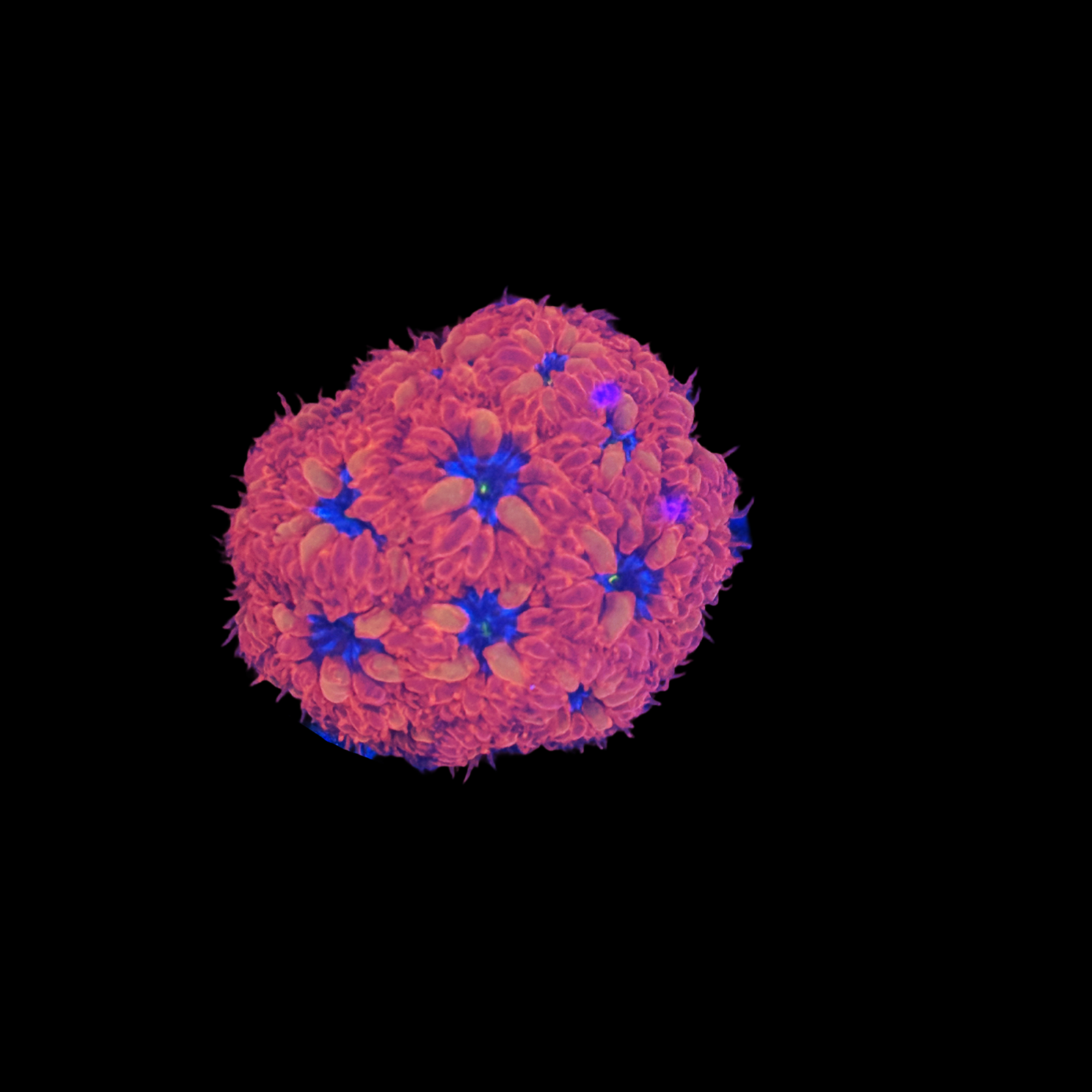 Blue Raven Blasto Merletii