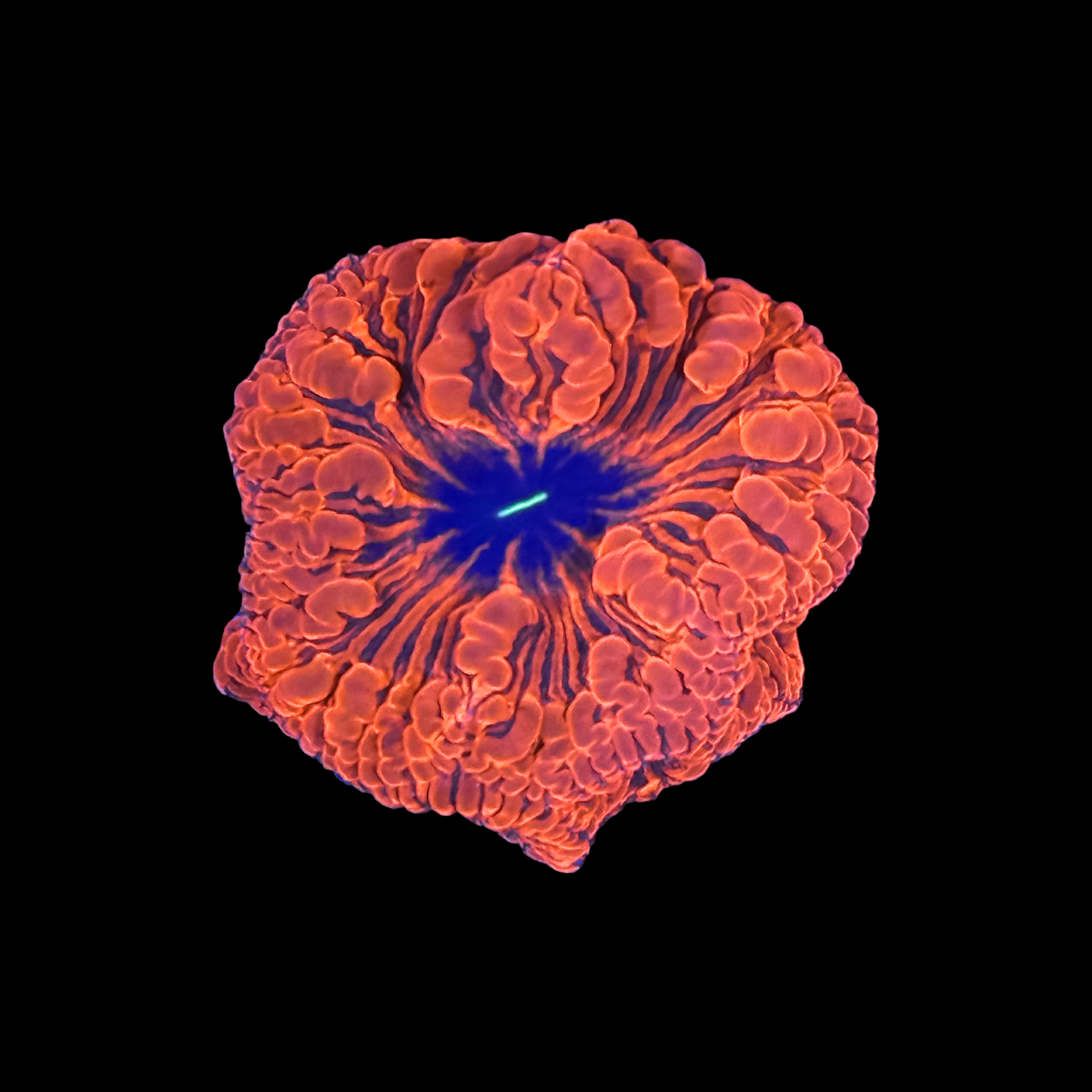 Ultra Aussie Fire Blasto 4 Large Polyps