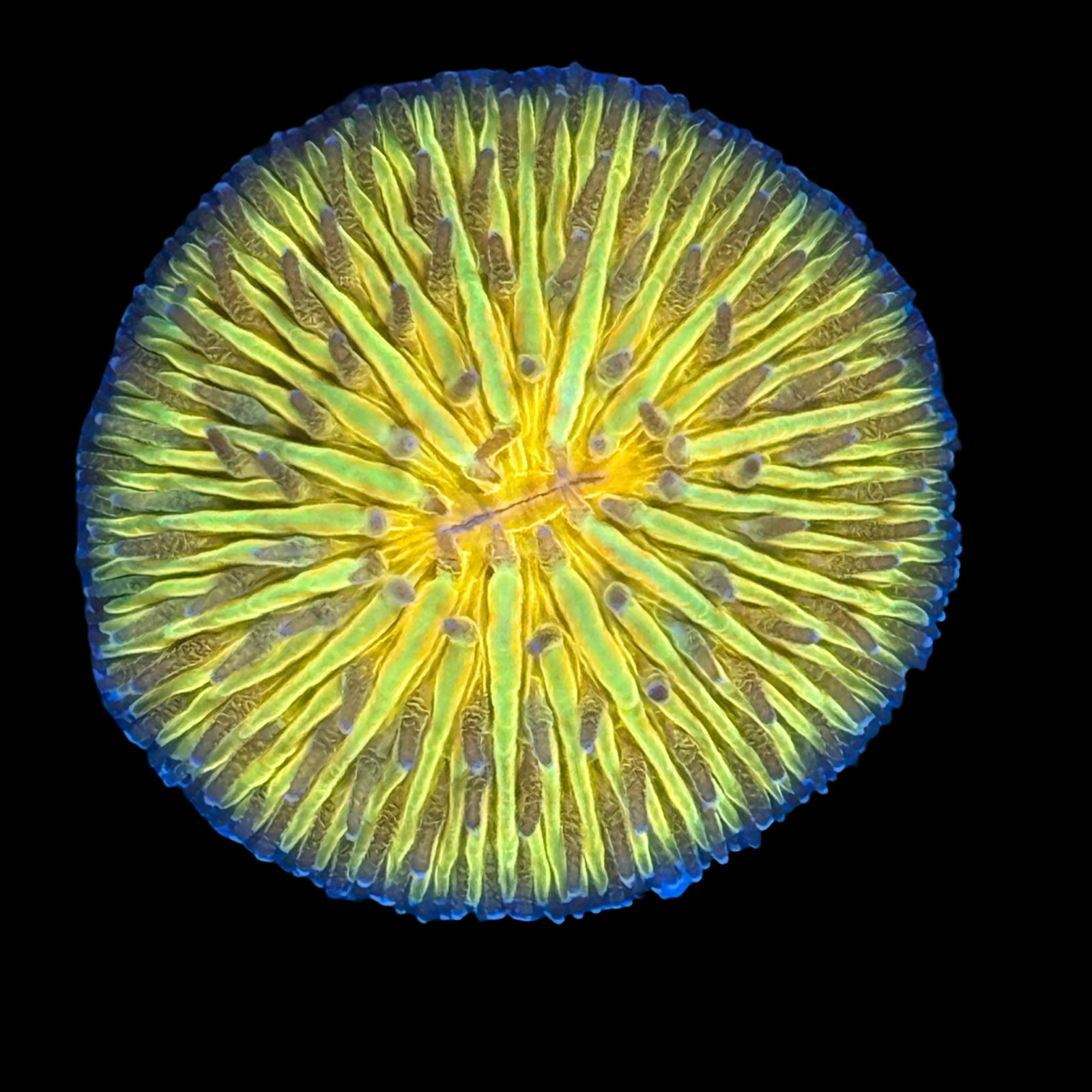 Ultra Aussie Yellow Dome Fungia