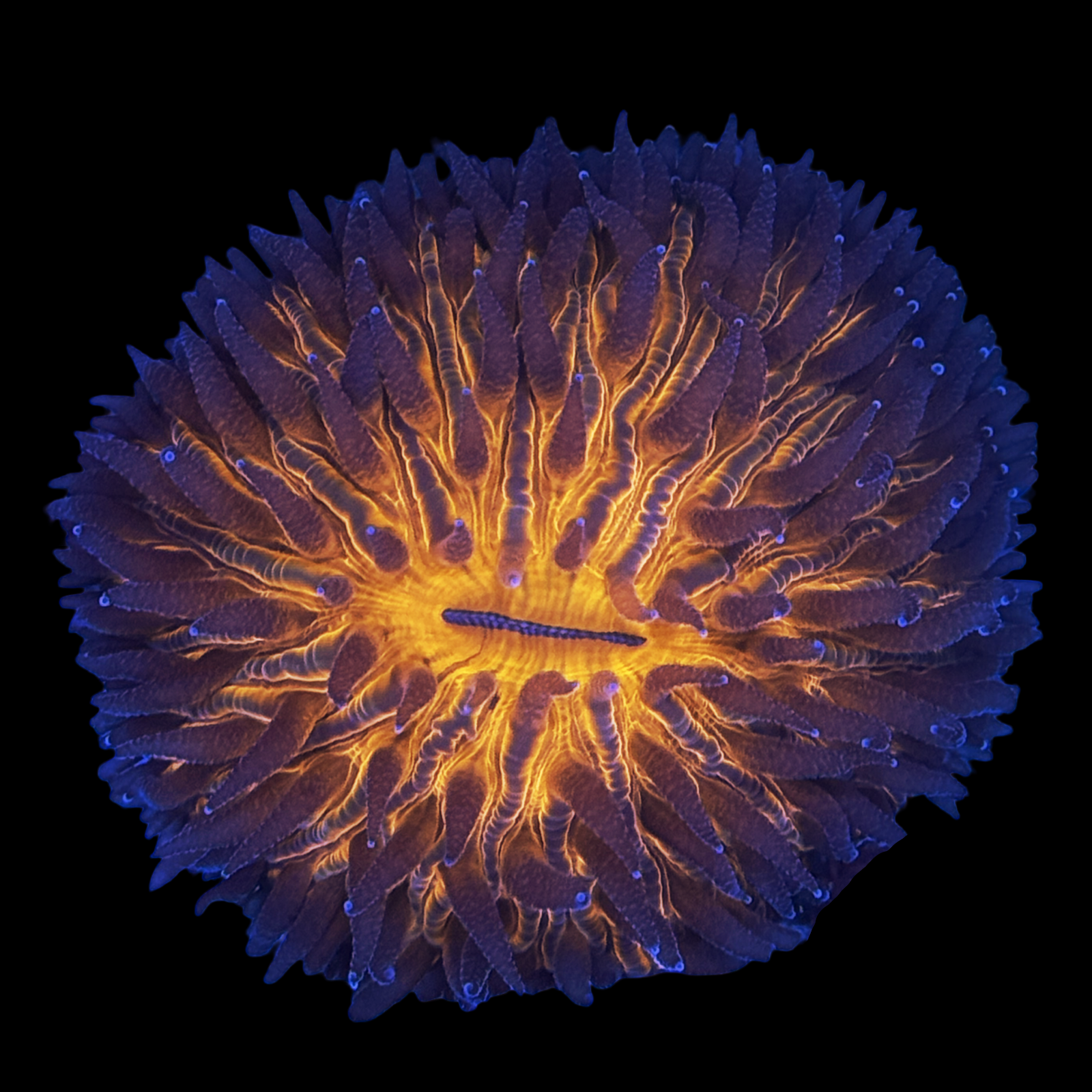 Aussie Orange Flame Fungia Dome Coral