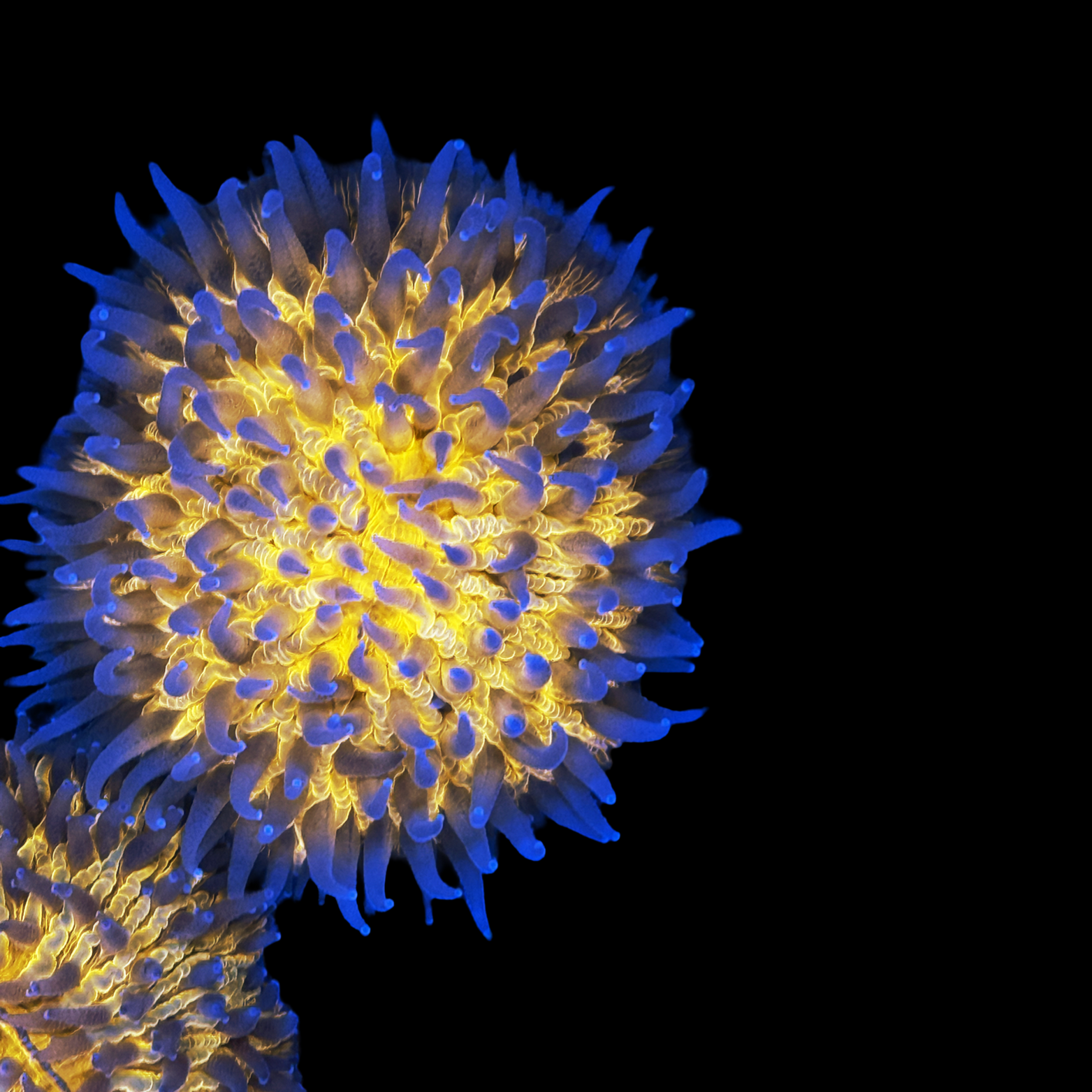 Aussie Orange Flame Fungia Dome Coral