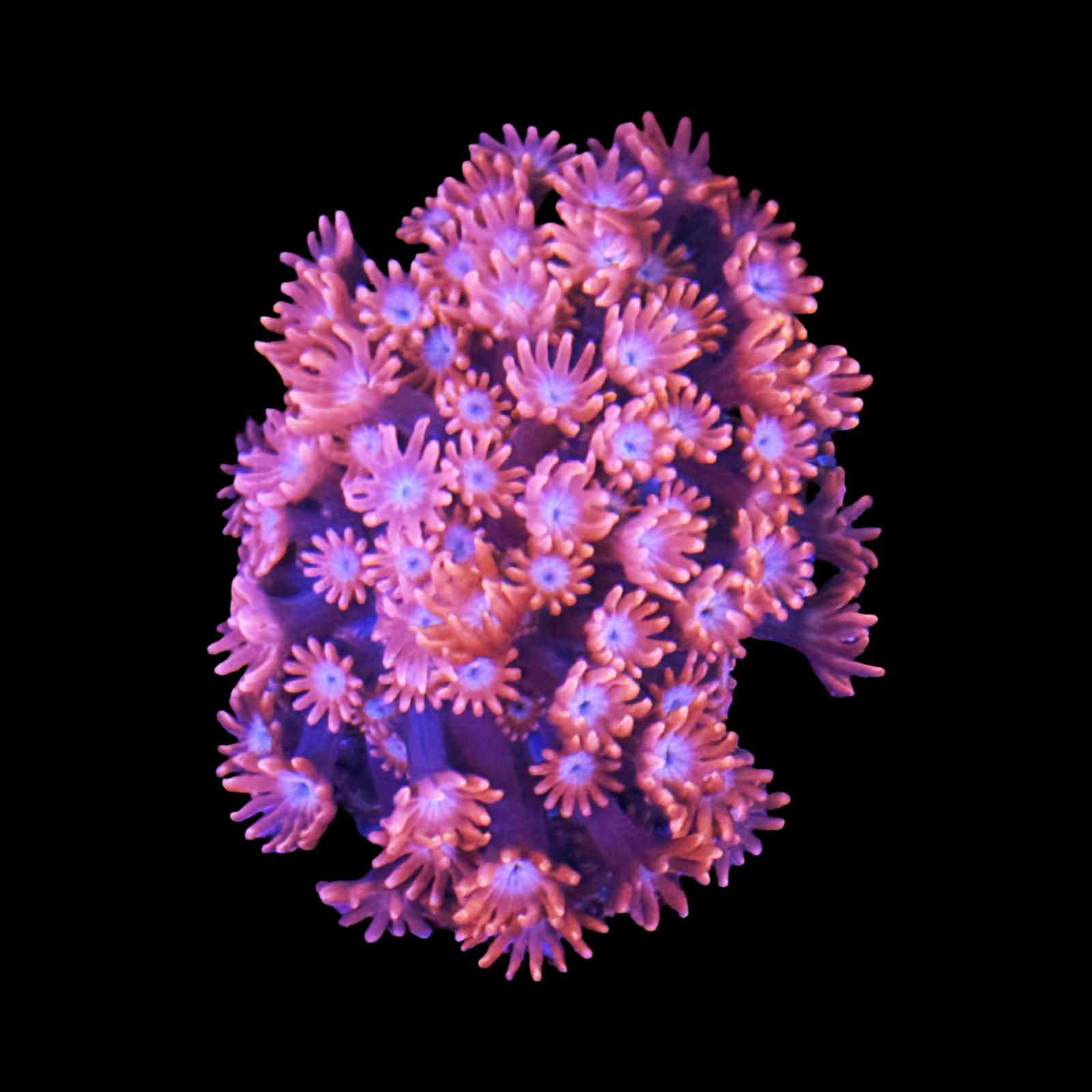 Red Velvet Alveopora Colony