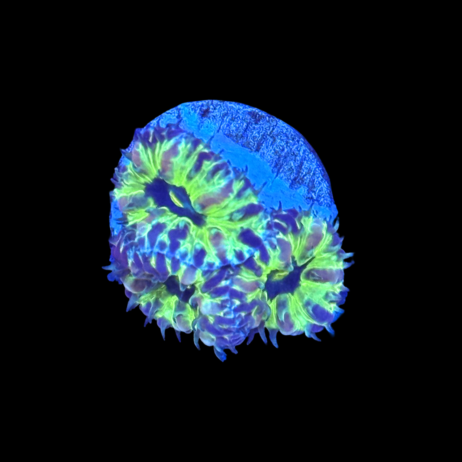 ECC PPE Blasto Merletti