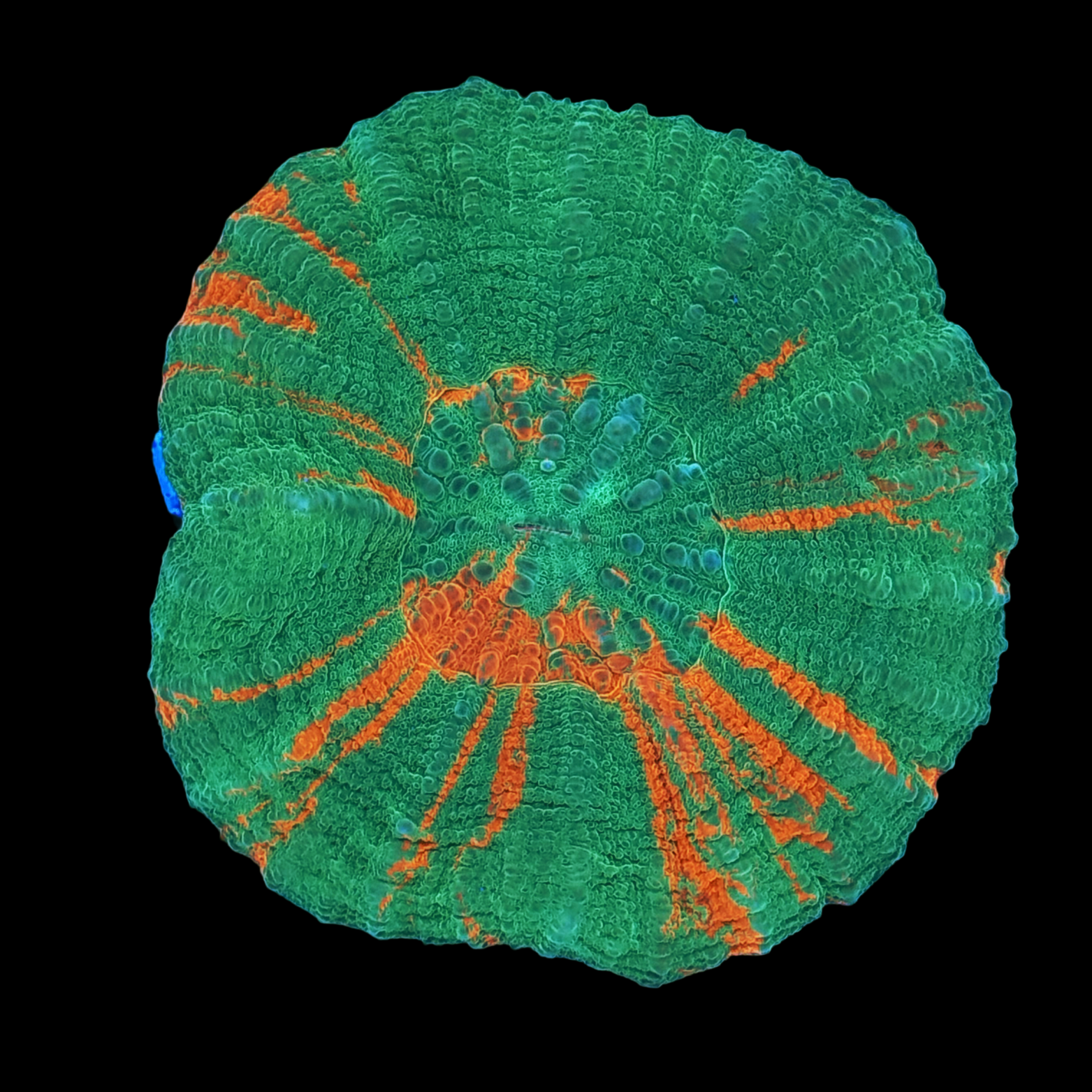 Bleeding Apple Scolymia Large