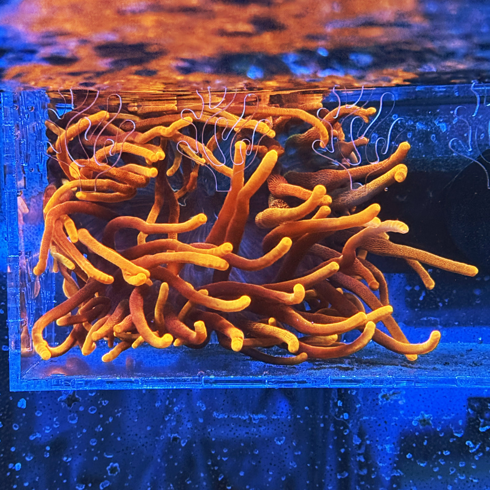 Chicago Sunburst Bubble Tip Anemone