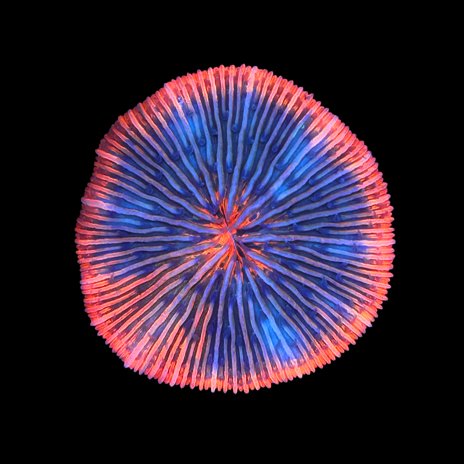 Malaysian Passion Fruit Fungia XL