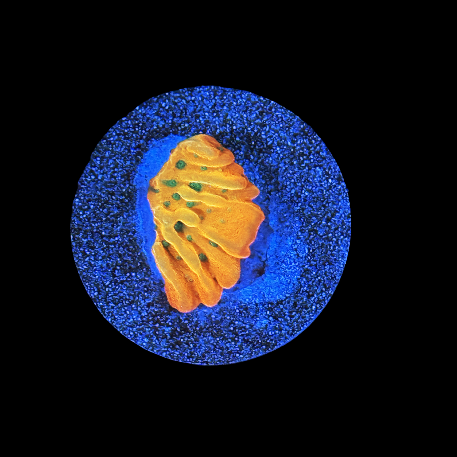 JF Vino Monti Large Plug