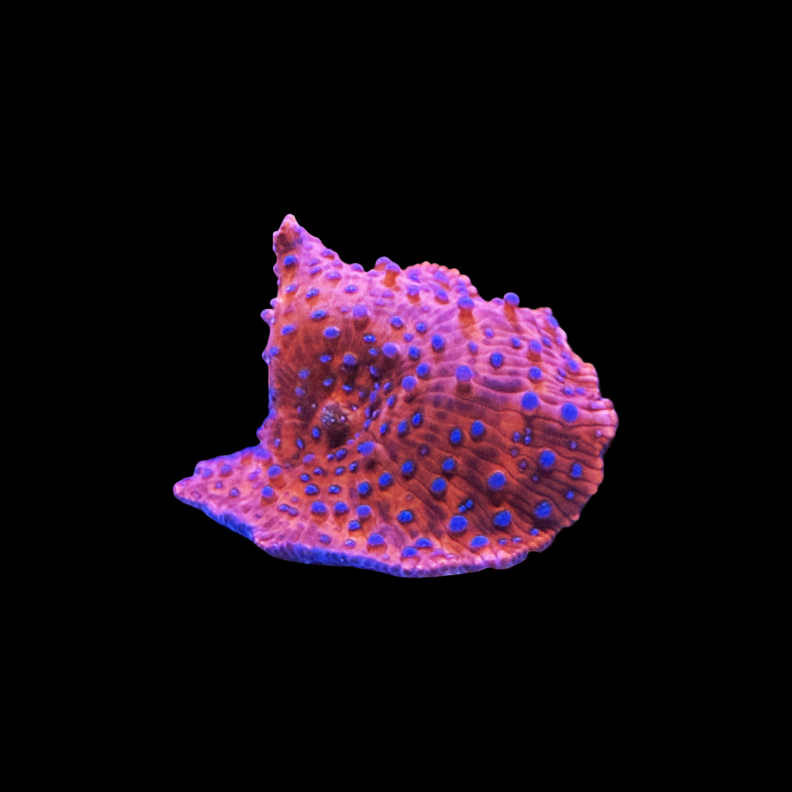 Superman Disco Mushroom