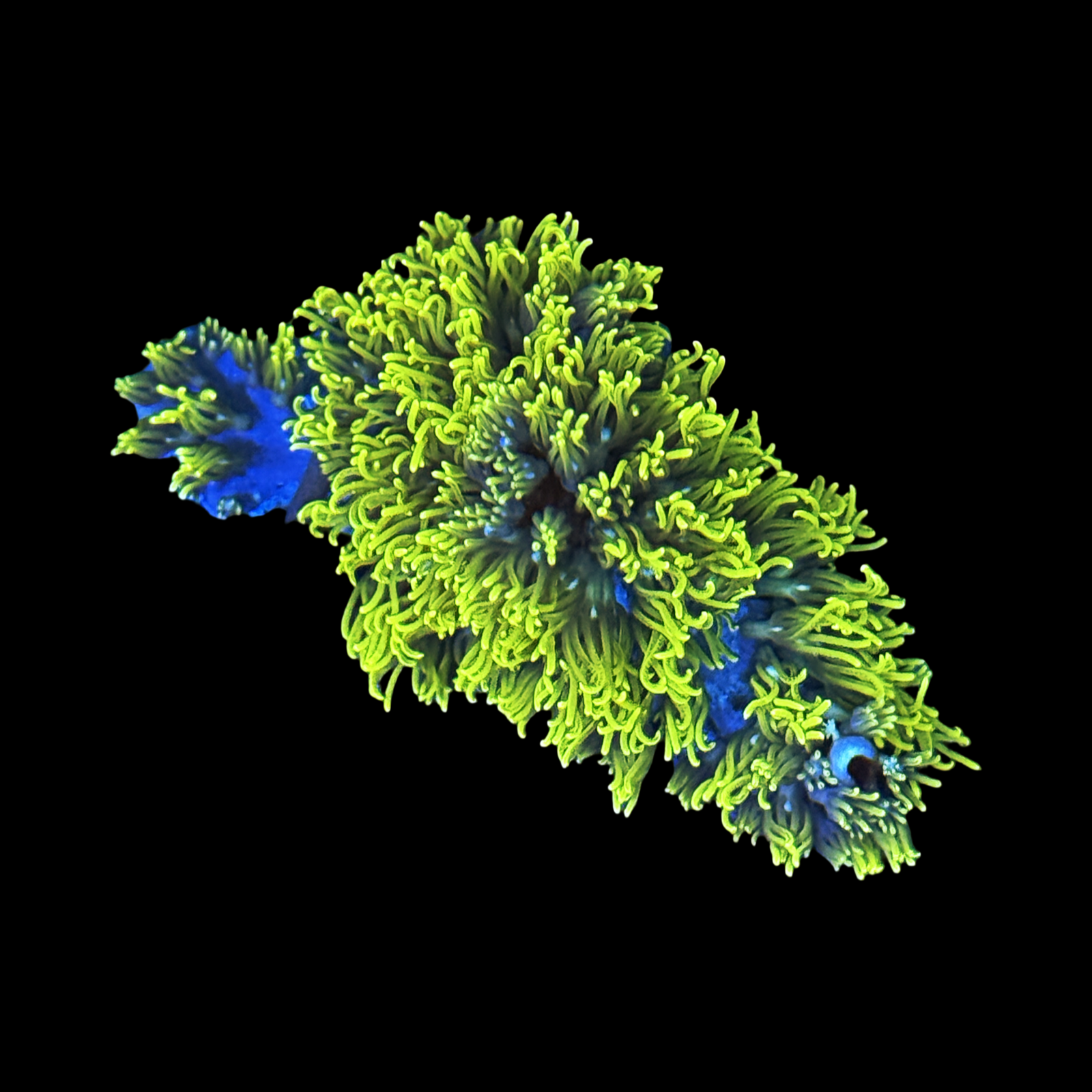 Neon Branching GSP XL