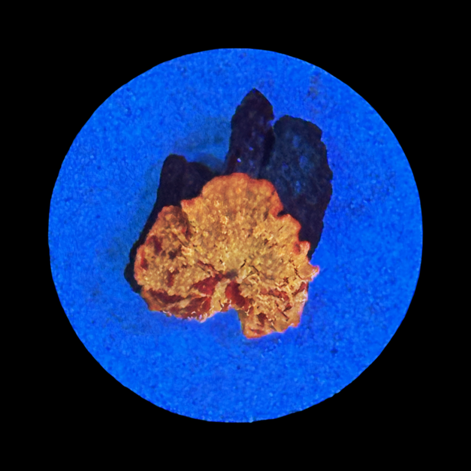 Ultra Red Splatter Jawbreaker Mushroom On Large Plug