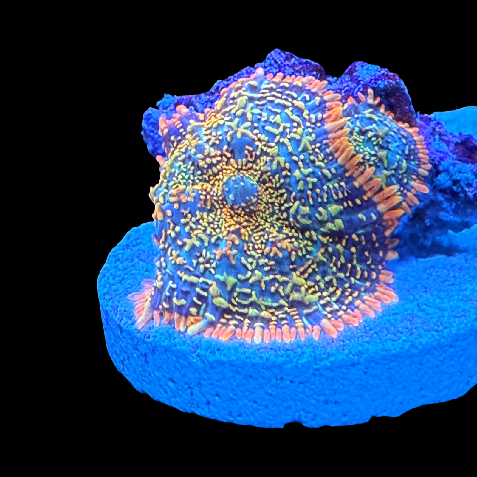 Ultra Rainbow Rhodactis 2 Mushrooms