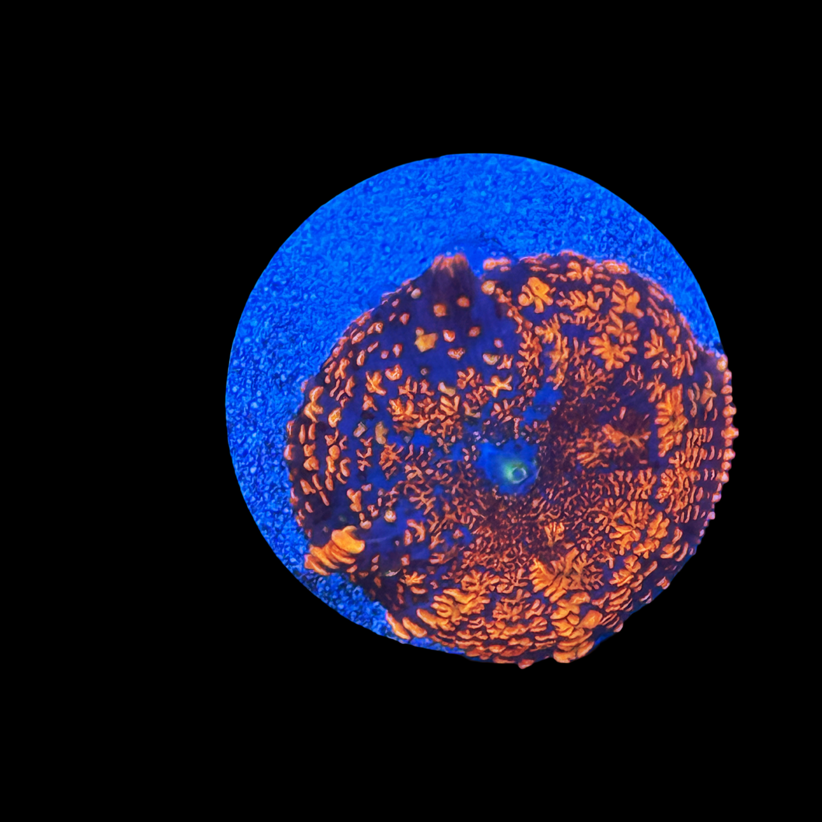 Firestorm Rhodactis Mushroom