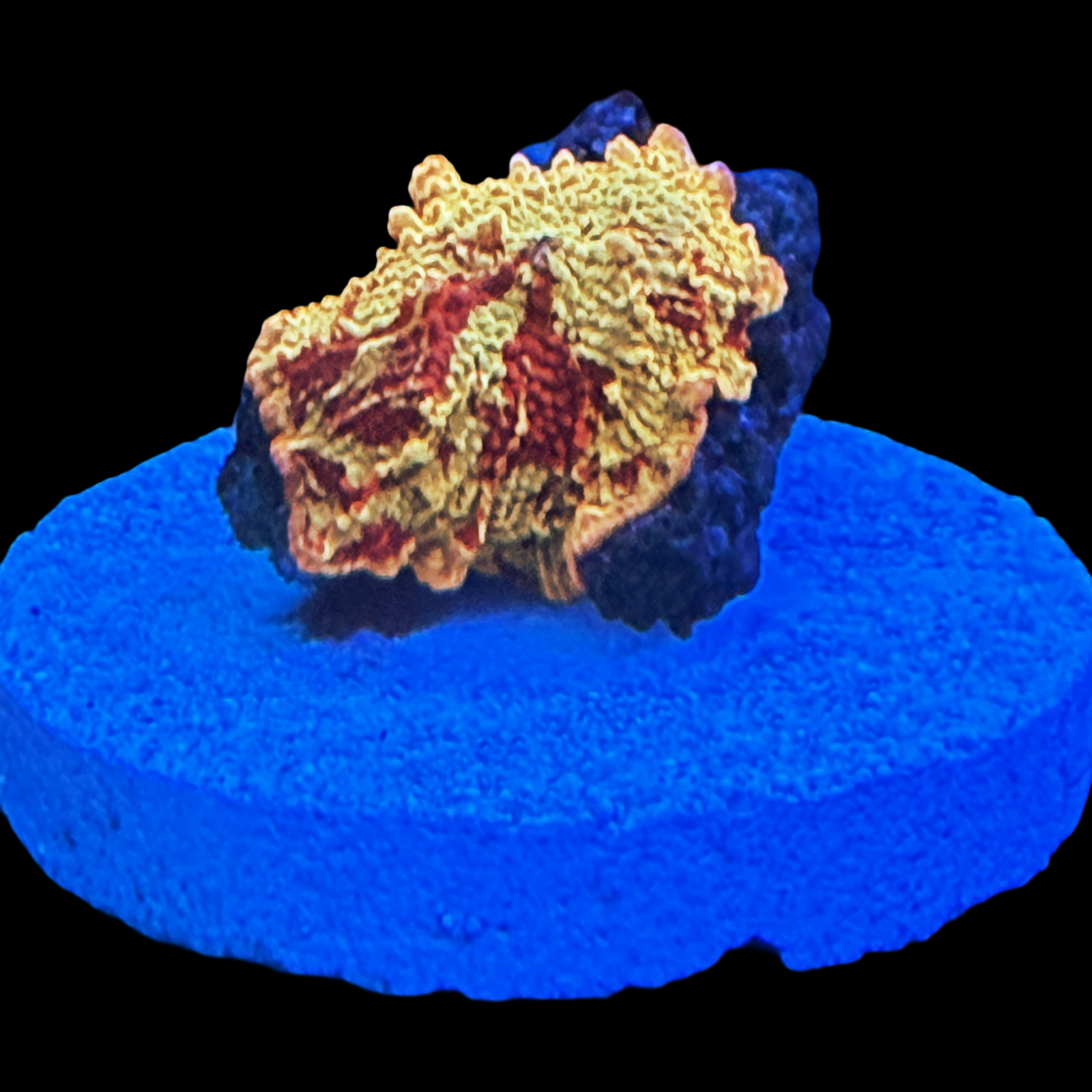 Ultra Red Splatter Jawbreaker Mushroom On Large Plug