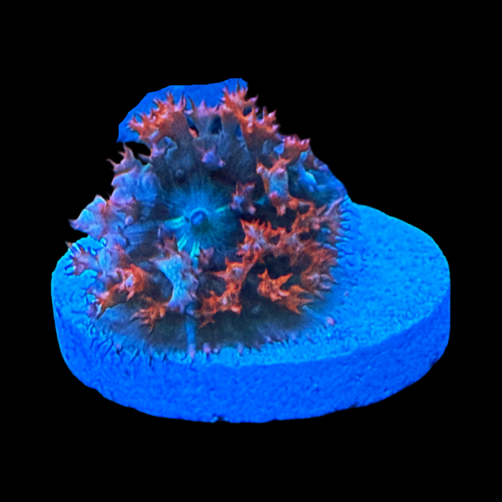 Stars and Stripes St Thomas Mushroom