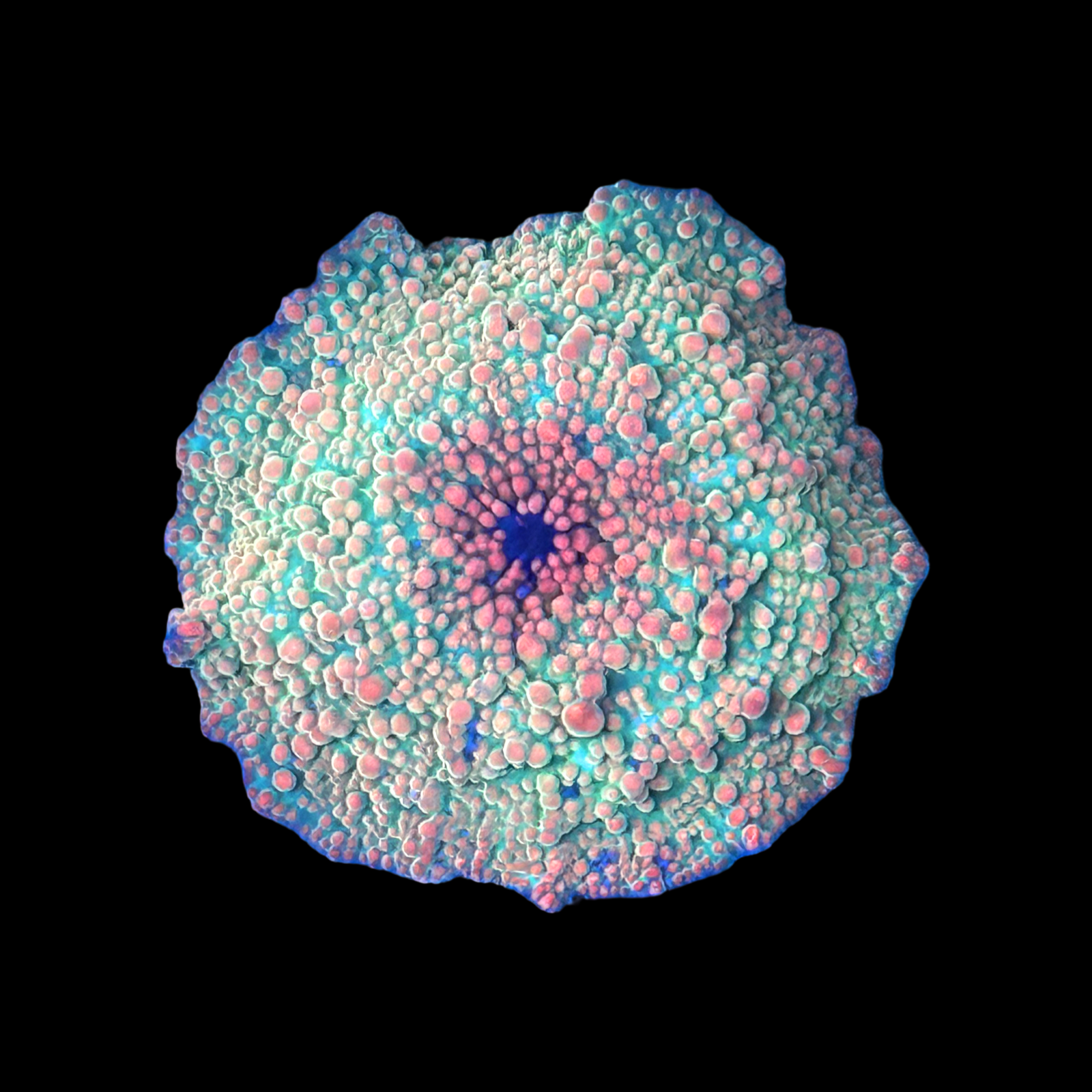 Ultra Aussie Orange Interstellar Mushroom