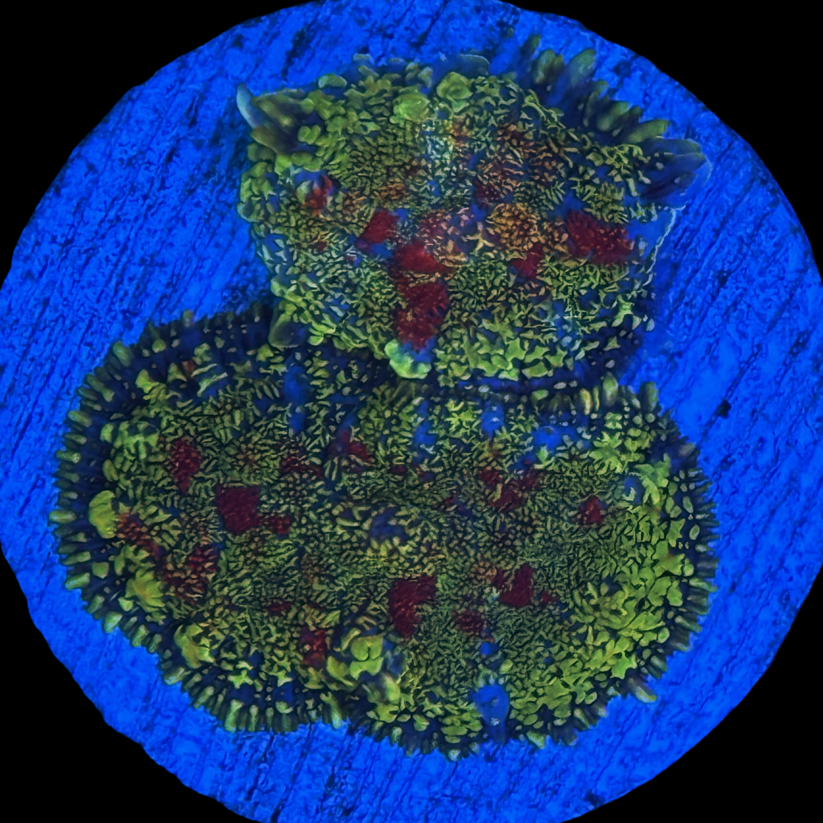 Ultra Painters Rhodactis Mushroom Collection