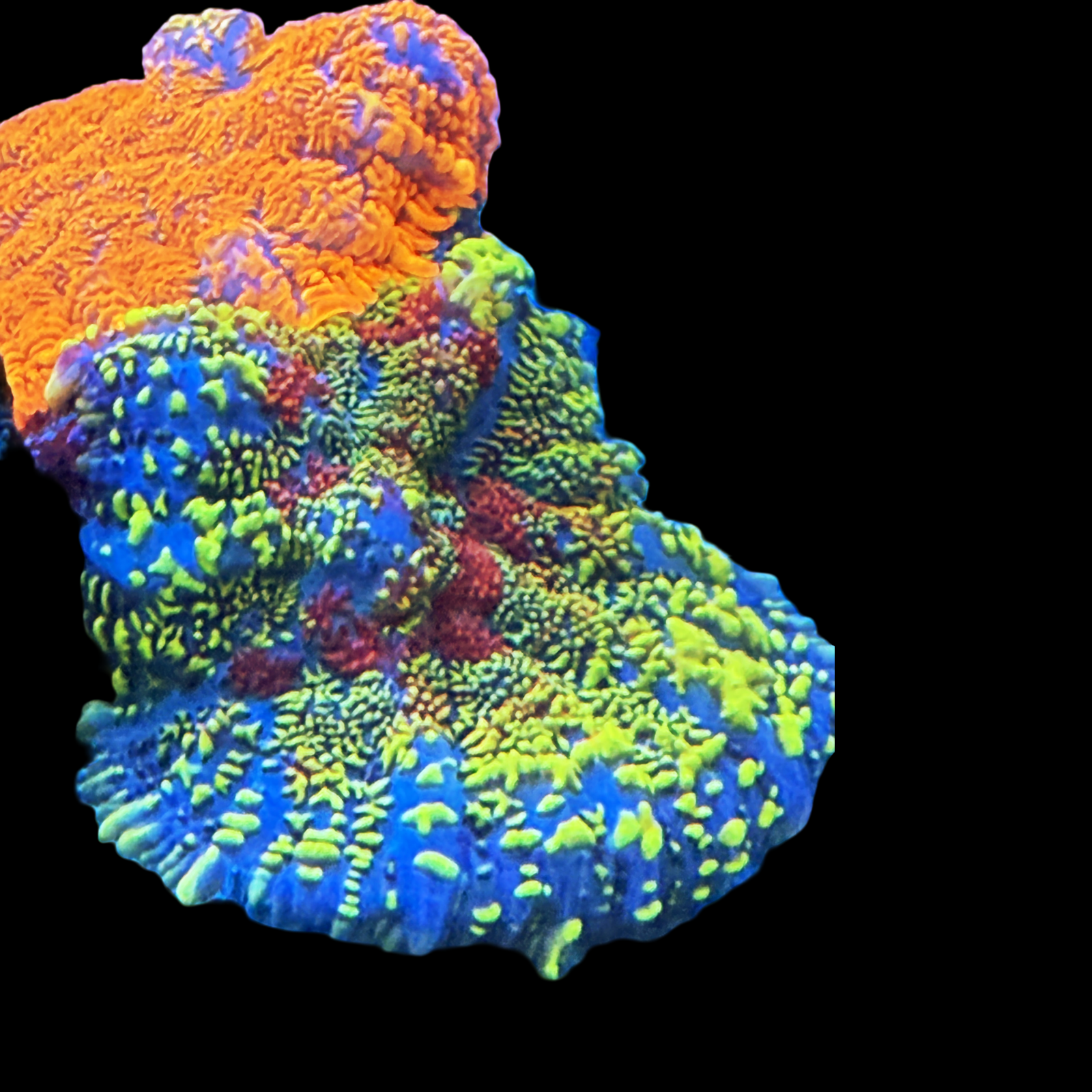 Gorgeous Combo Rhodactis Mushrooms