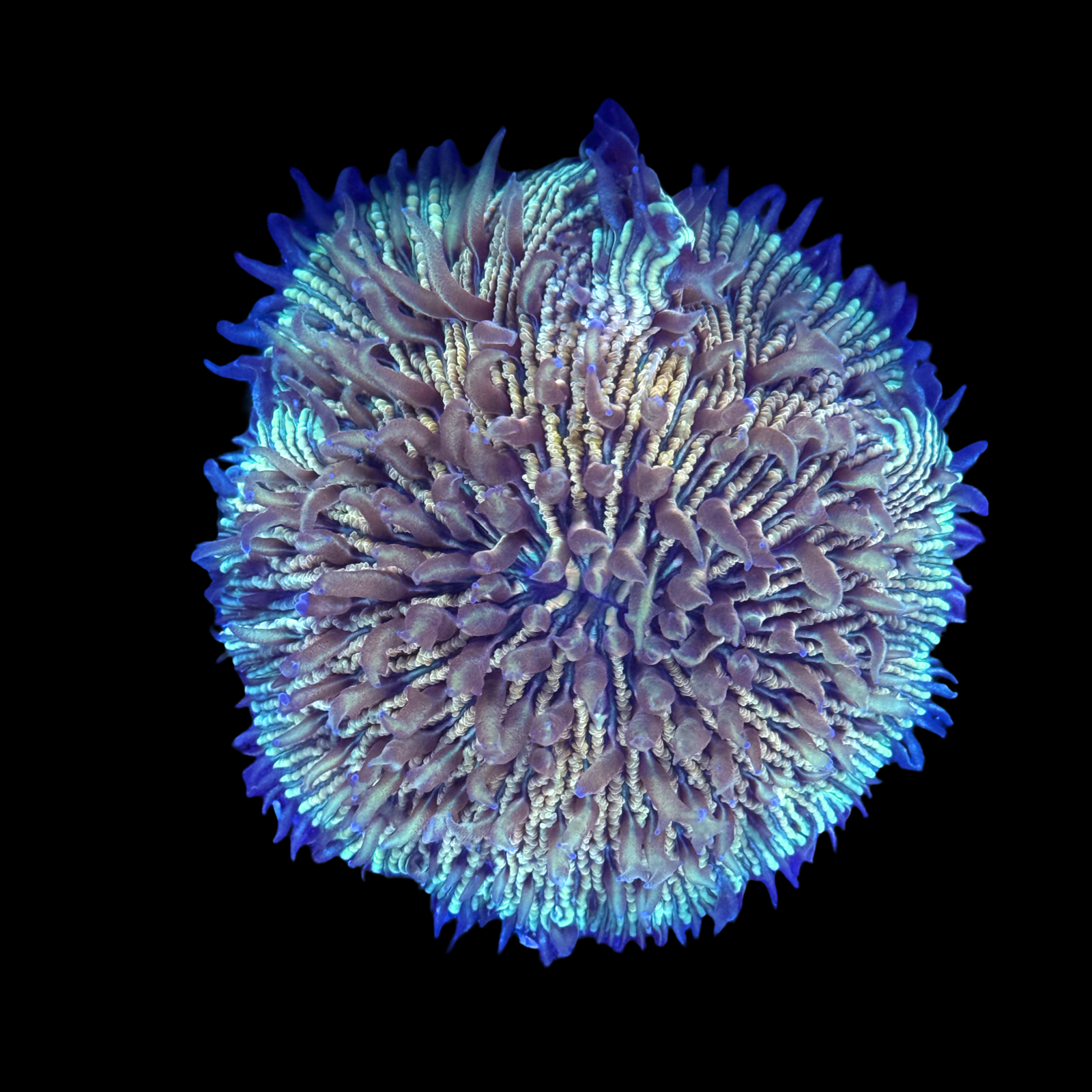 Aussie Fungia Coral XL