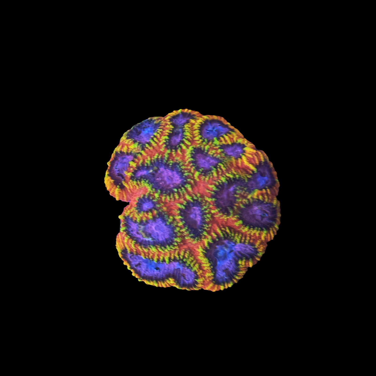 KO Burning Passion Favia XL