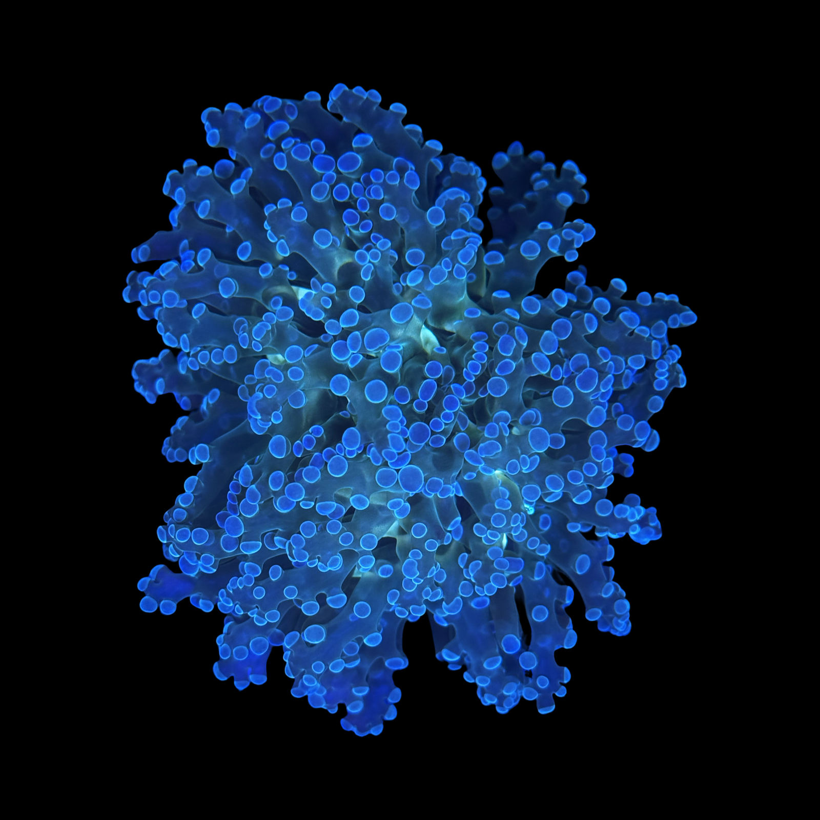 Frogspawn Branching Two Big Heads