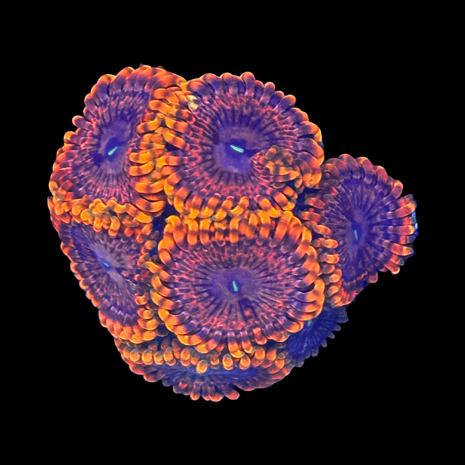 Fairy Fart Zoa 6+ polyps