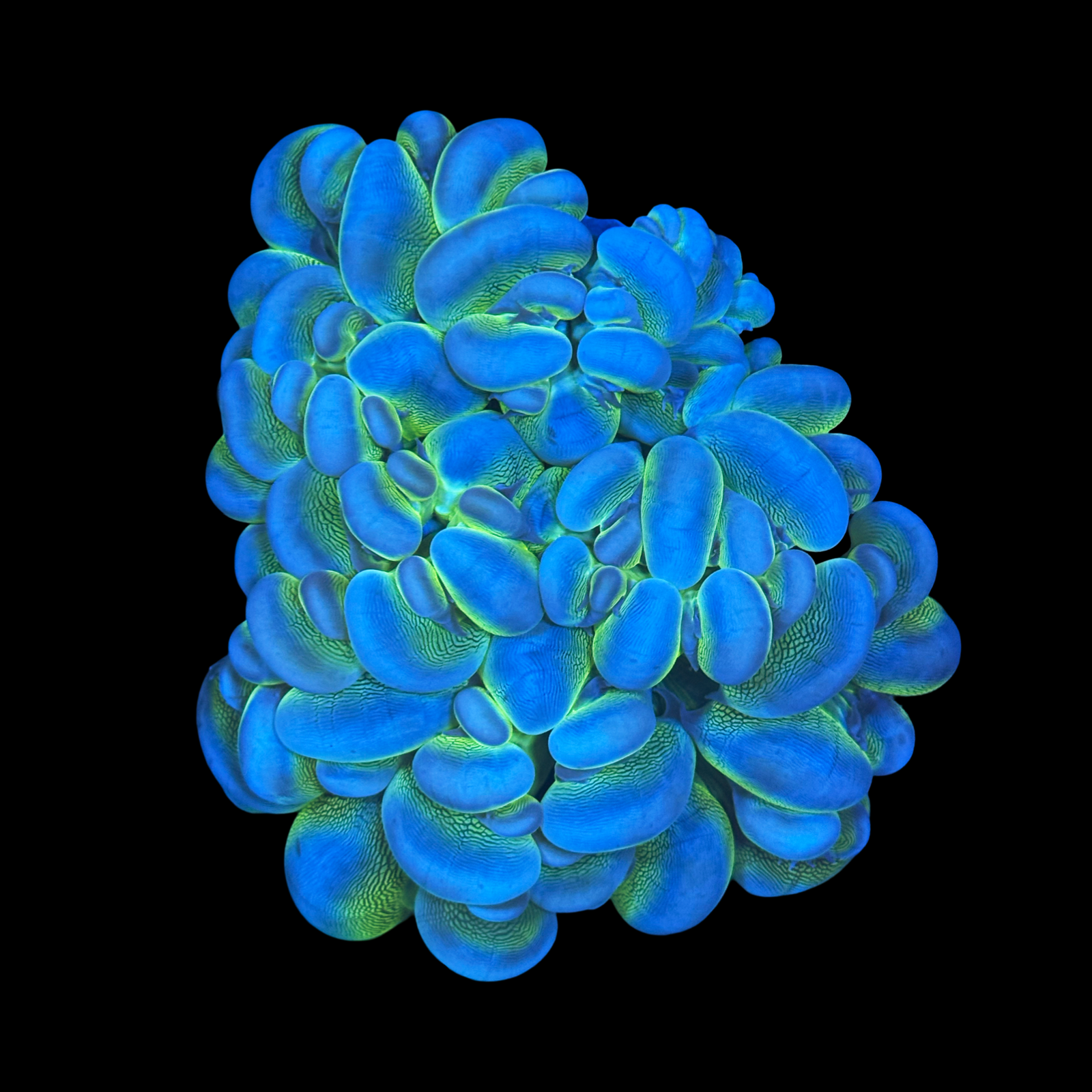 Metallic Bubble Coral XL