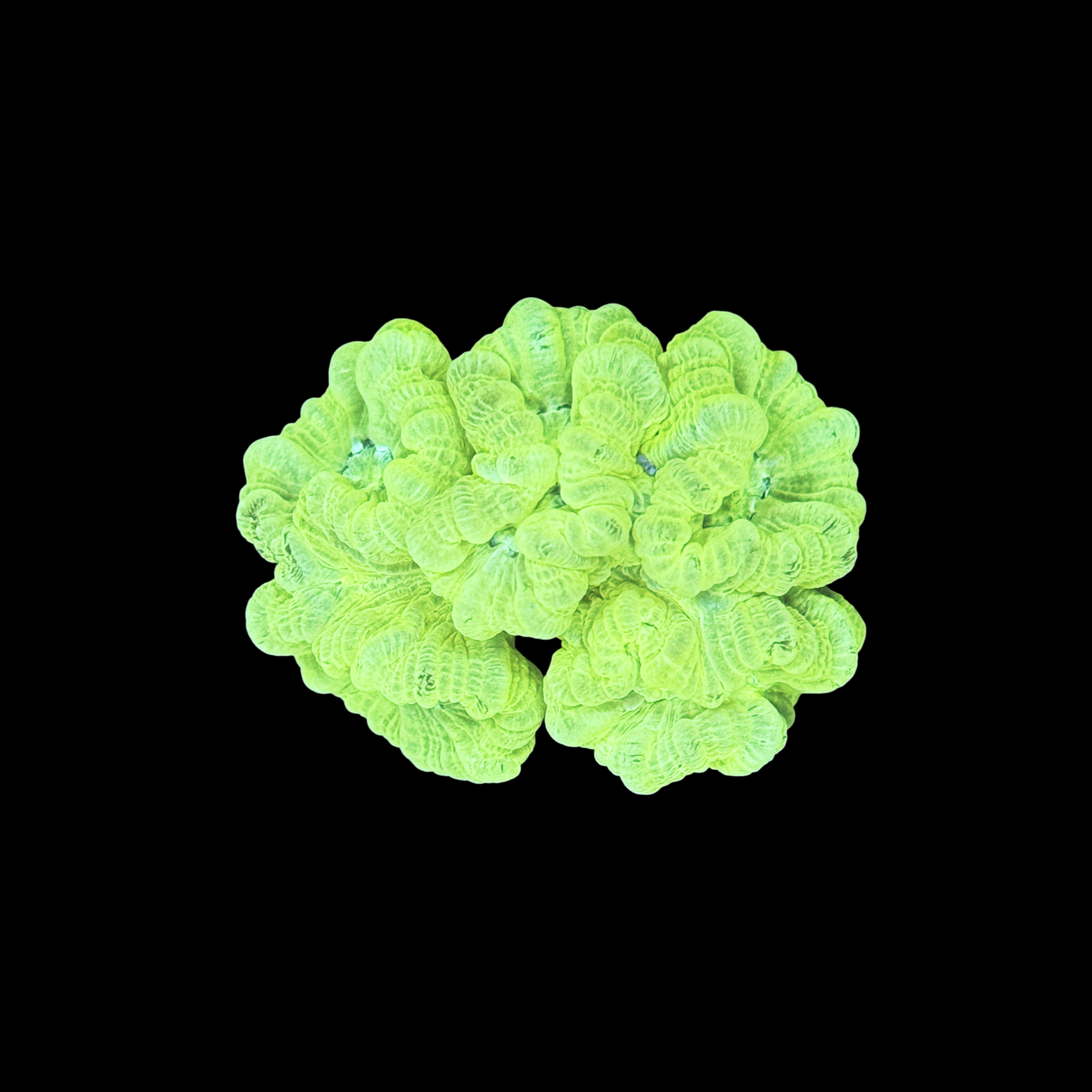 Kryptonite Candy Cane