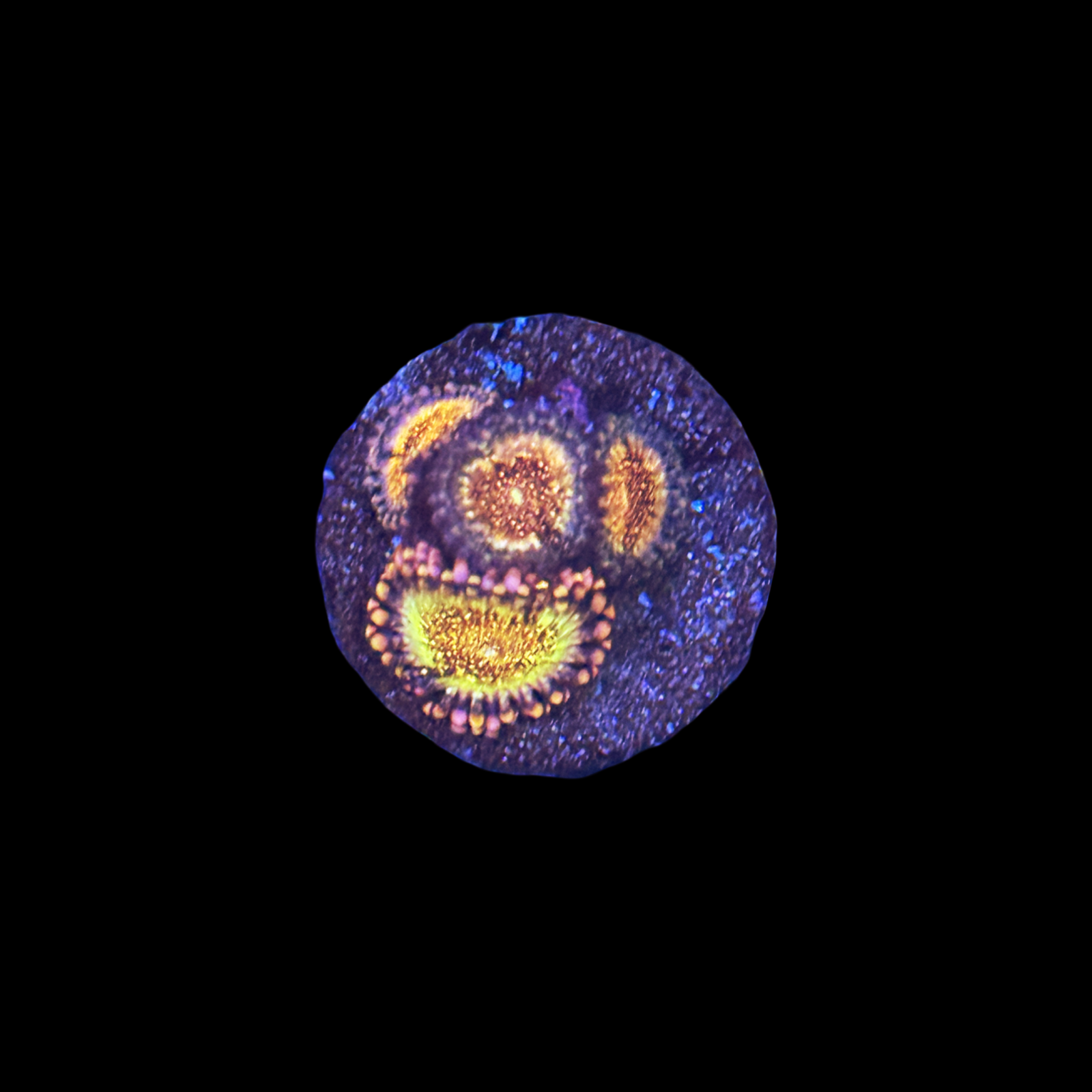 HR Death Stars Zoa 4 polyps