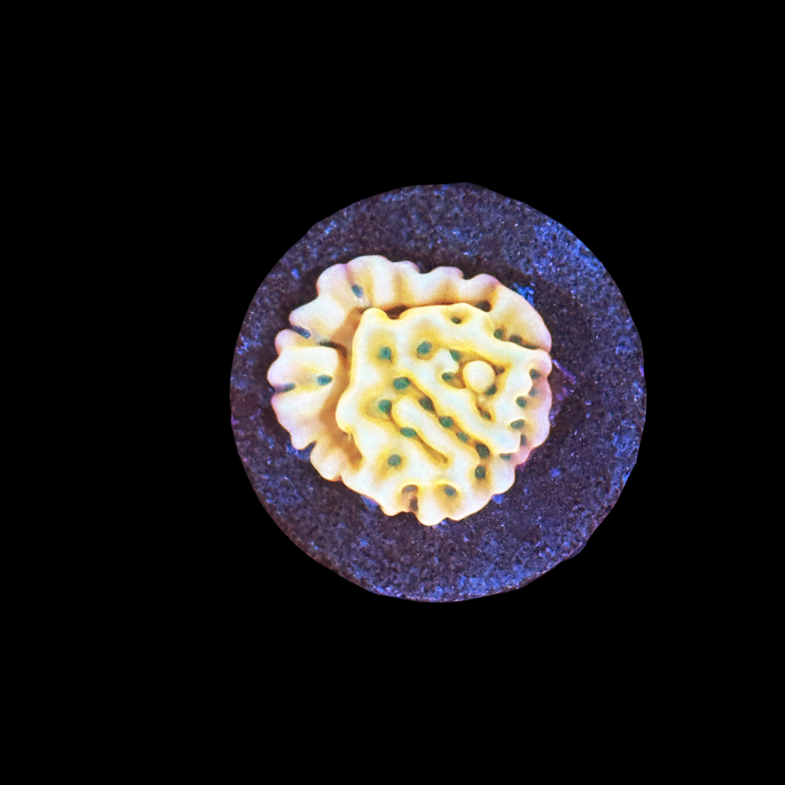 TSA Midori Sunrise Monti