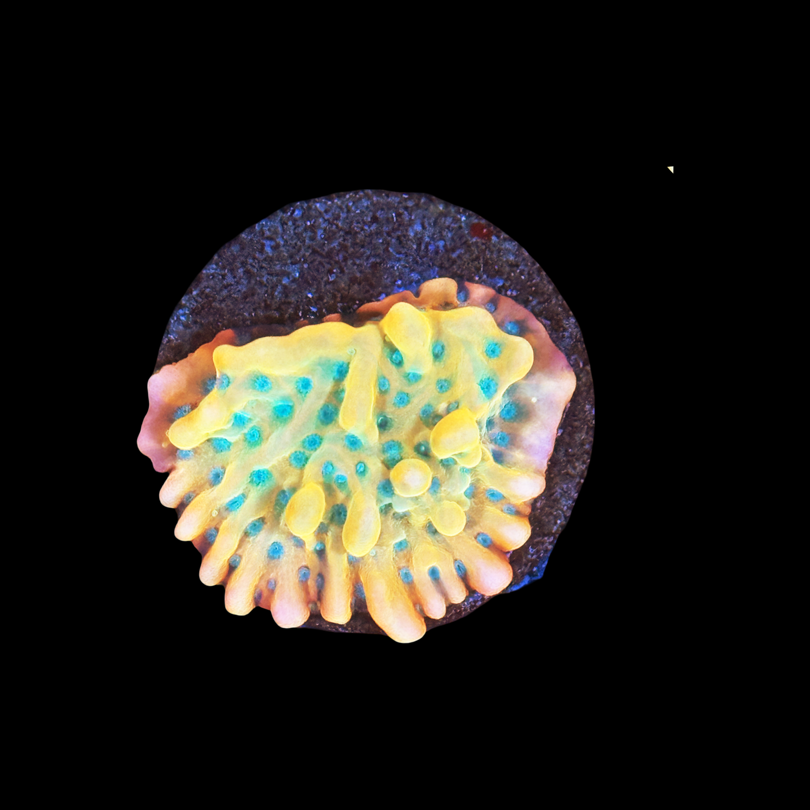 JF Vino Monti Large Plug