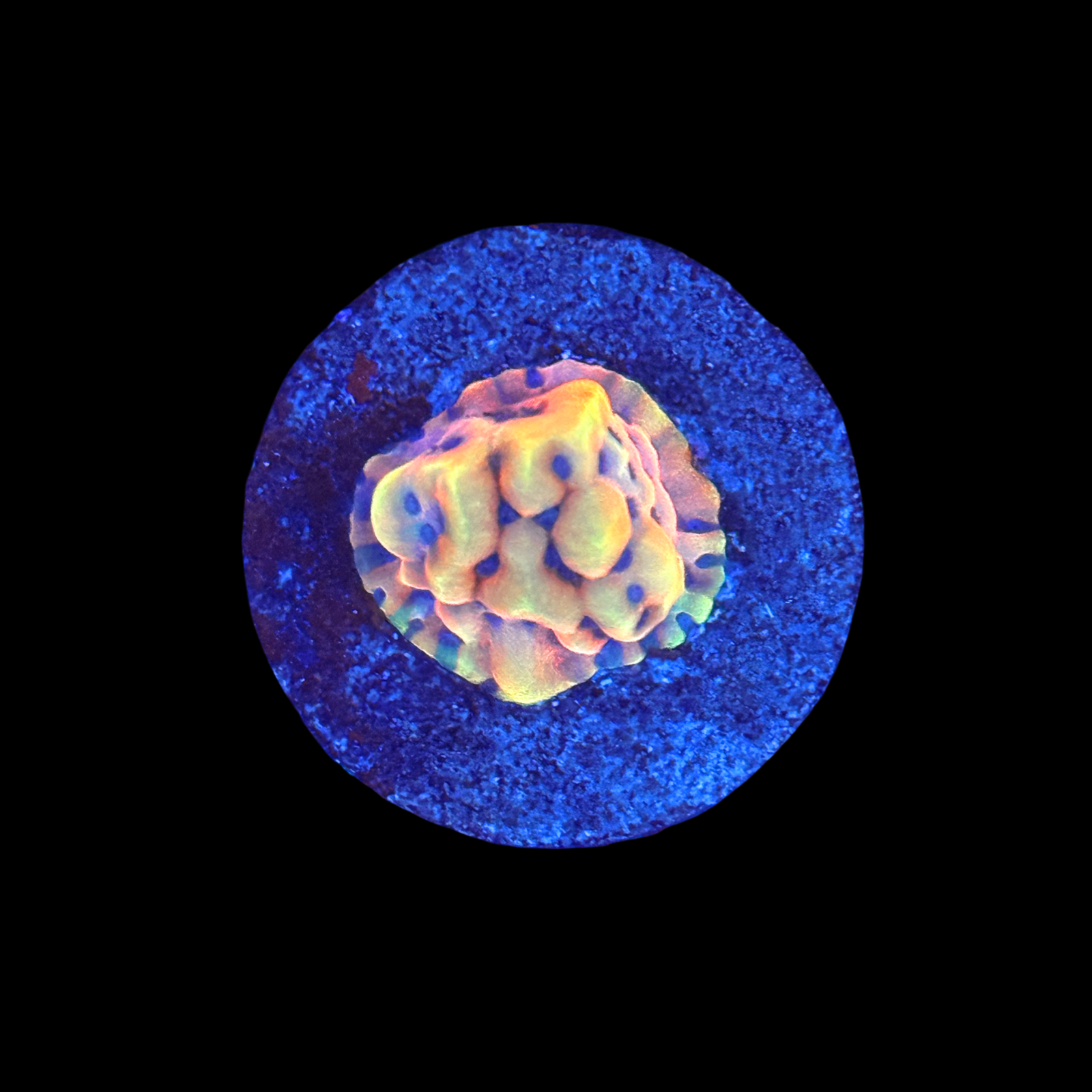 Crazy T Monti on a large plug