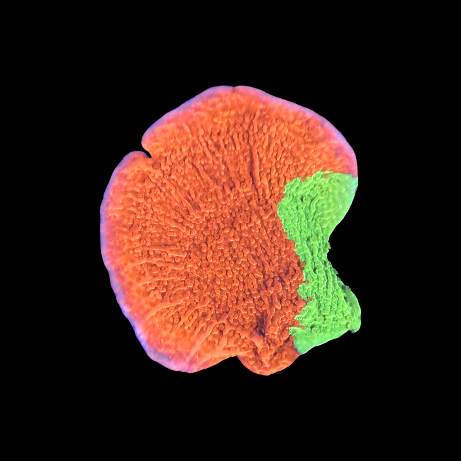 TSA Nuclear Fusion Monti