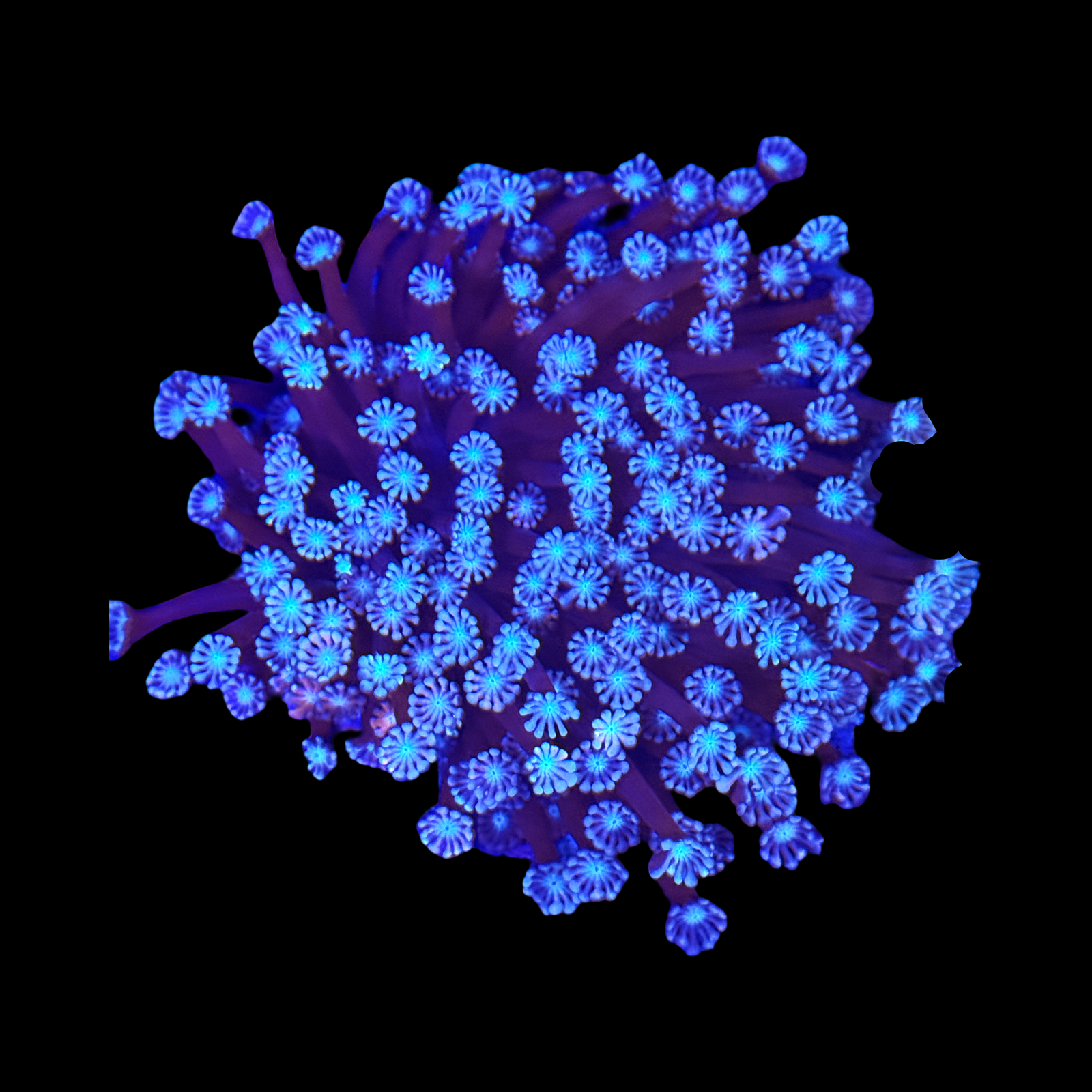 Aussie Purple/Pink Alveopora Colony