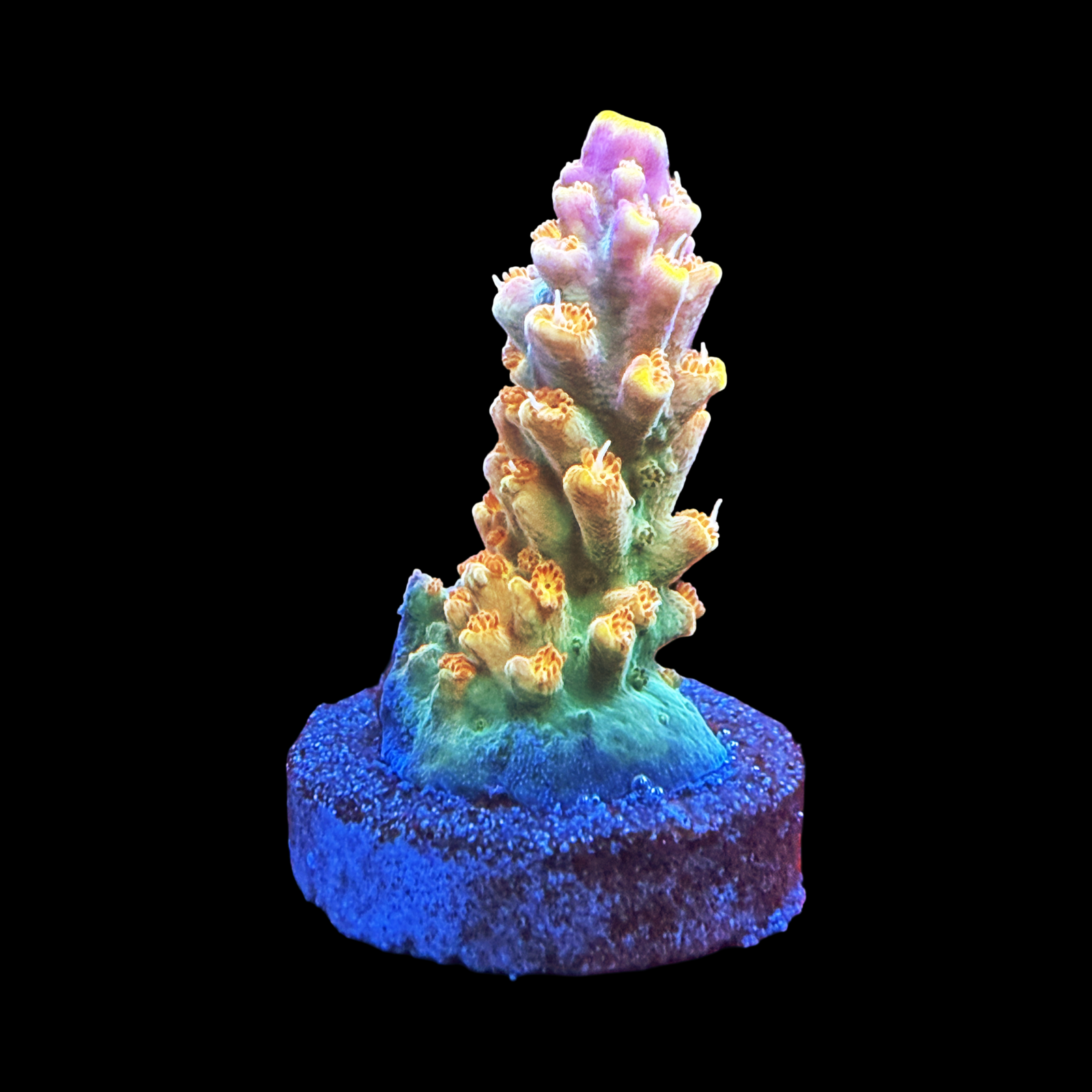 BC Bubble Bath Unicorn