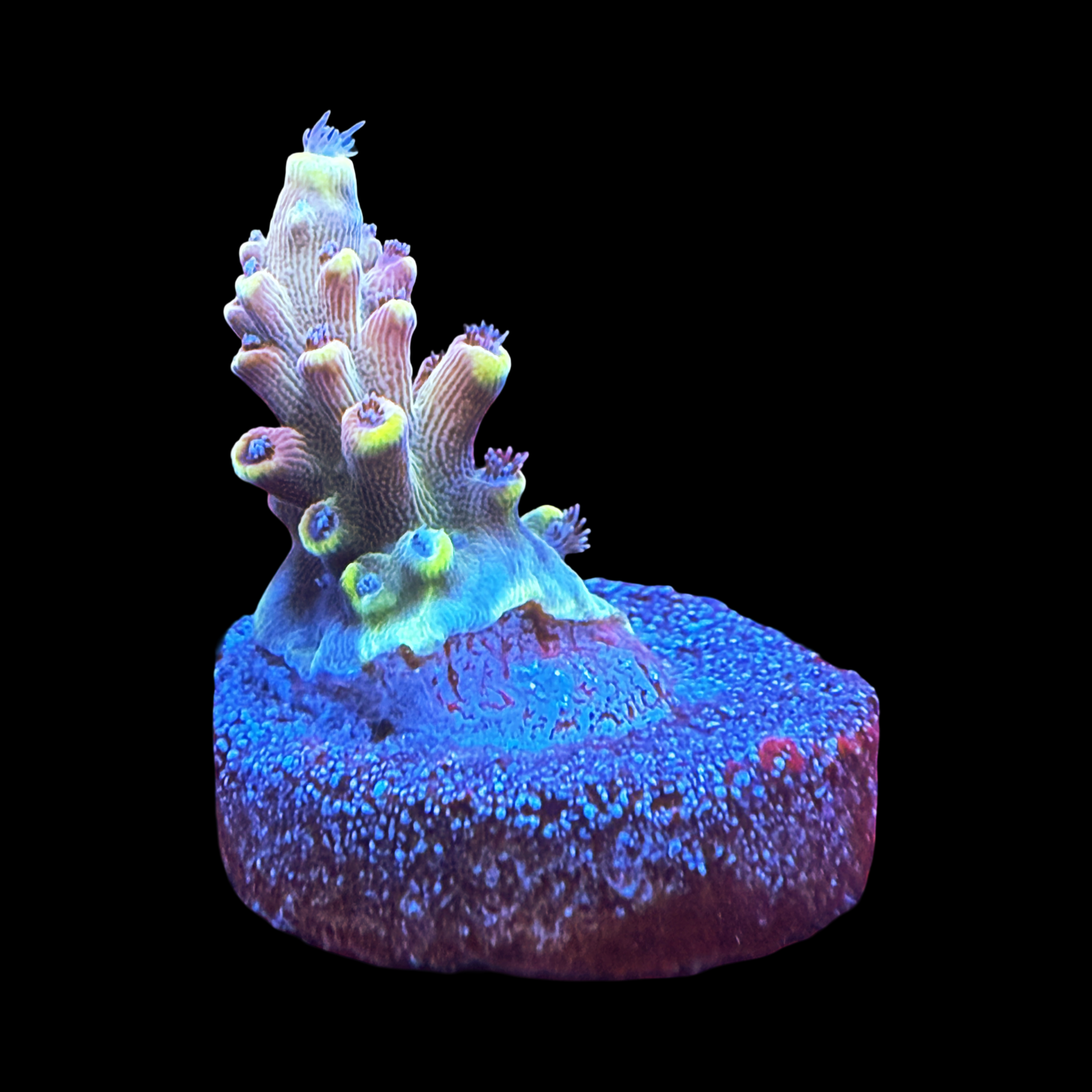 RR Bleeding Avengers Small