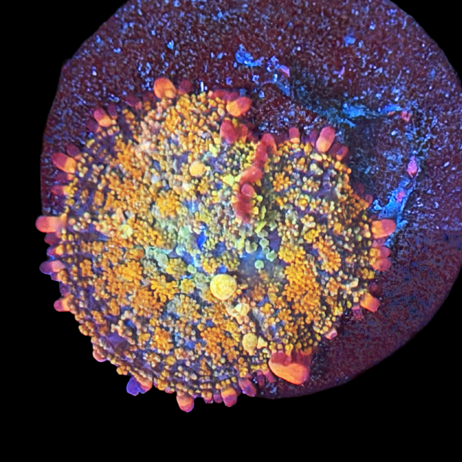 Confetti Bounce Mushroom on a large disc