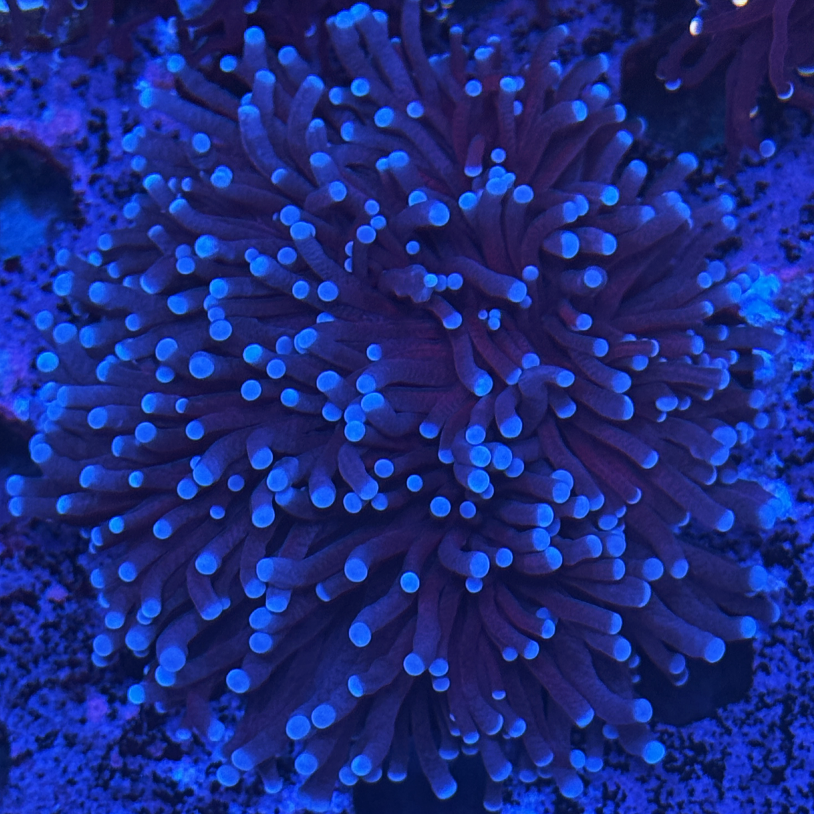Aussie Purple Torch
