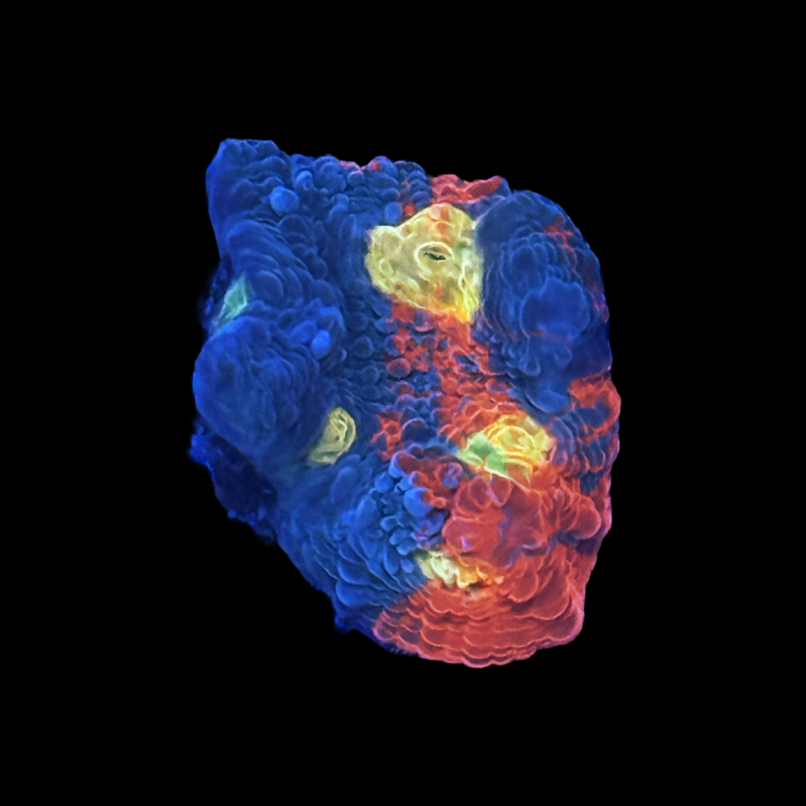 High End Chalice 3 Pack