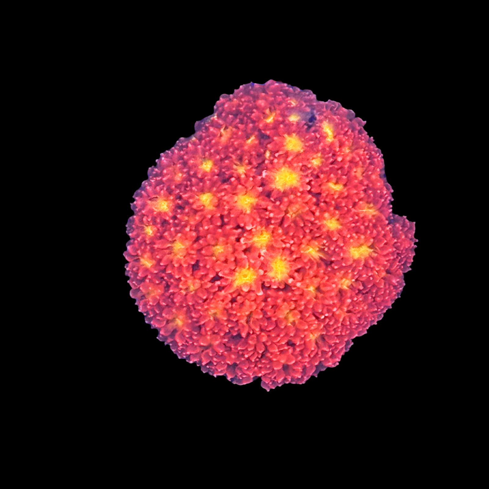 ECC Pink Lemon Drop Goniopora